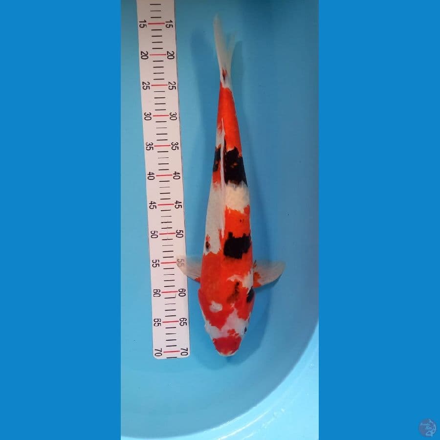 Showa Male 53 cm