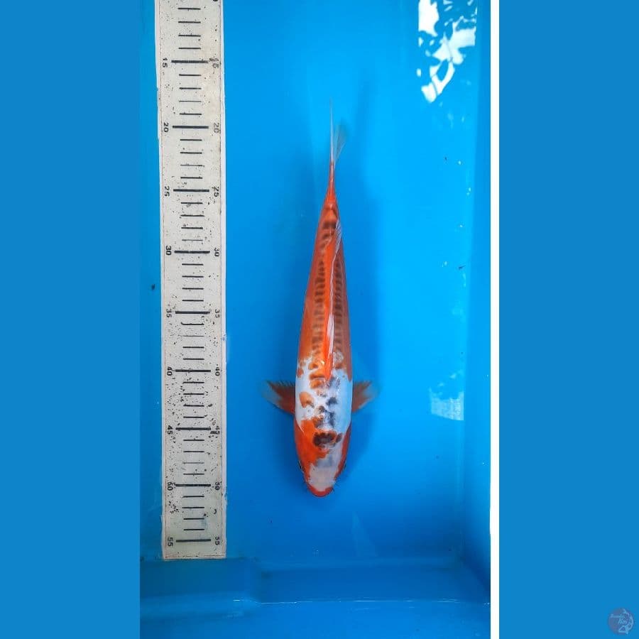 shusui 32cm 