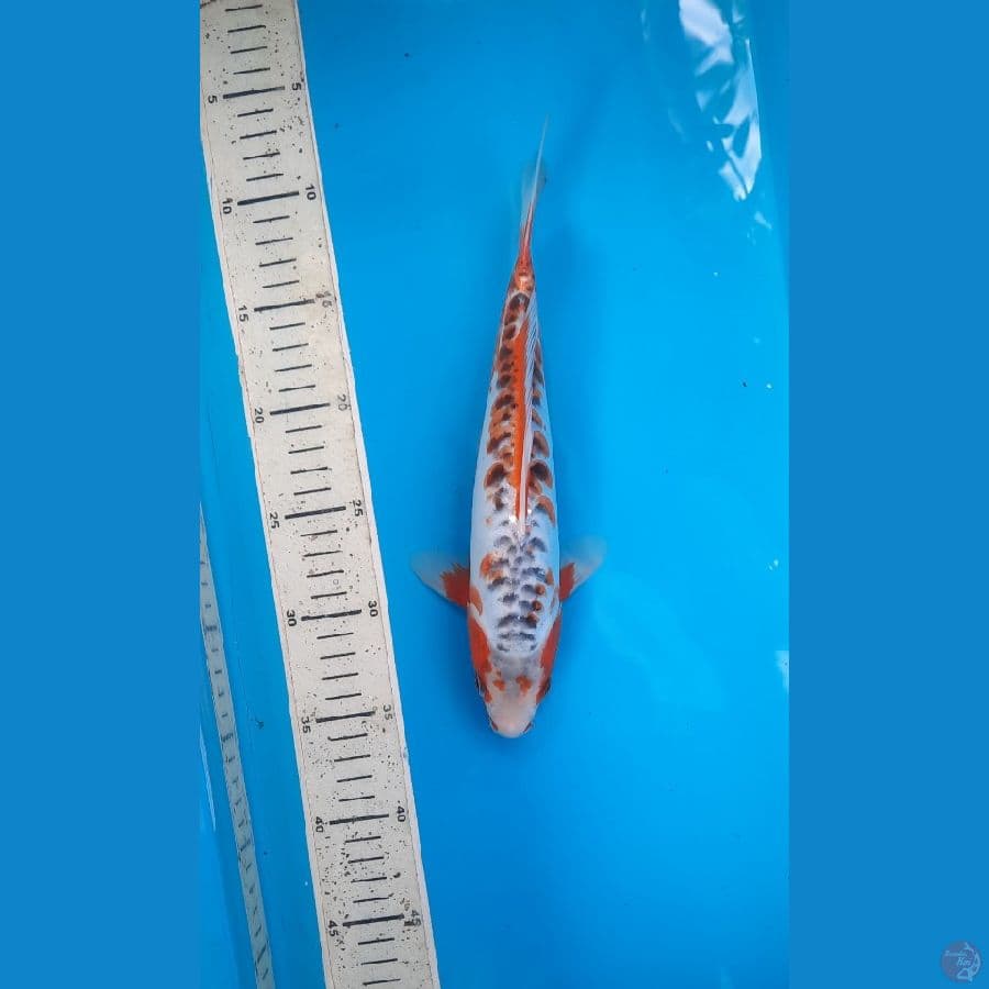 shusui 27cm 