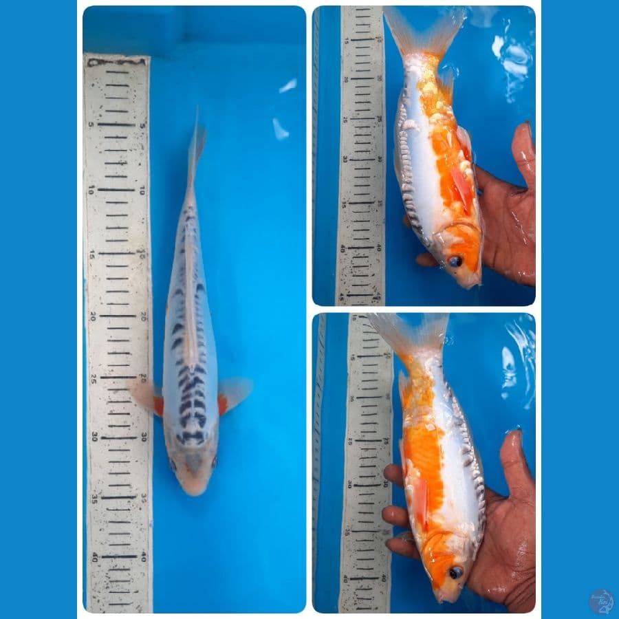 shusui 30cm 