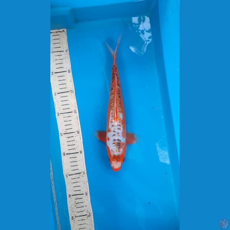 shusui 32cm 