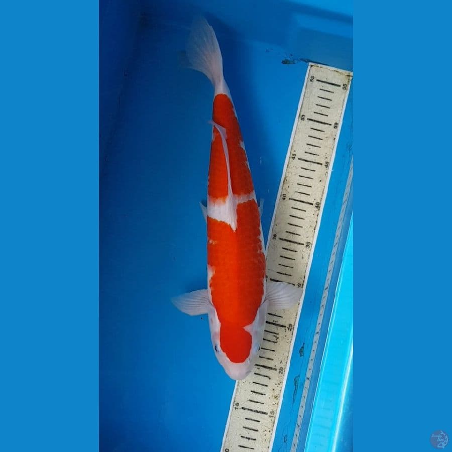 NINDAN KOHAKU