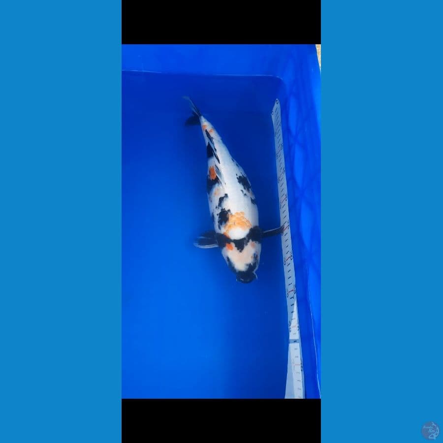showa F-37cm