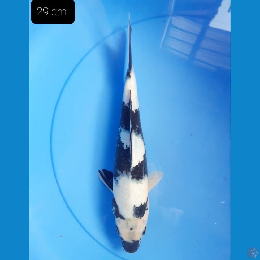 Shiro 29 cm