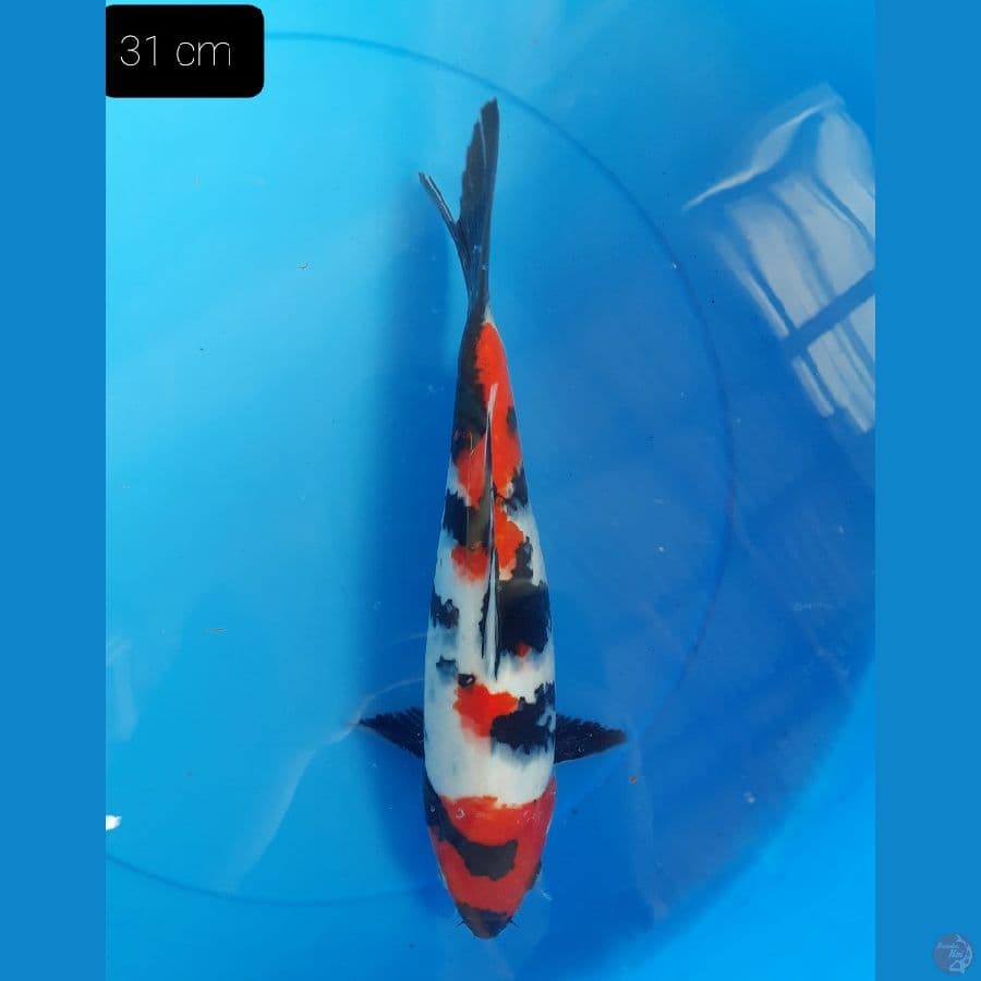 Showa 31 cm