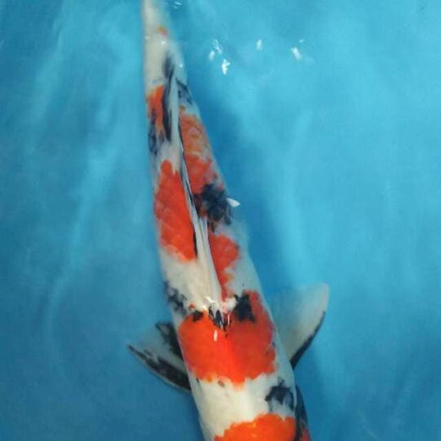 Showa 54cm male