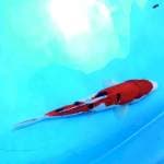 Sanke 28 cm