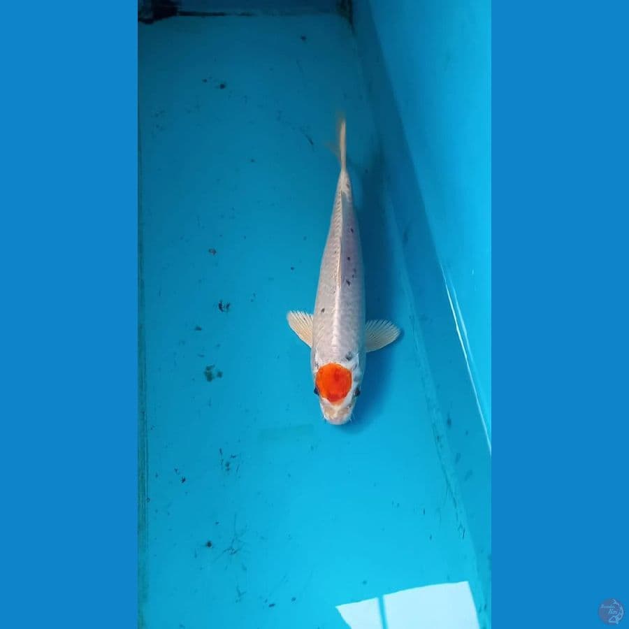 Tancho 25cm