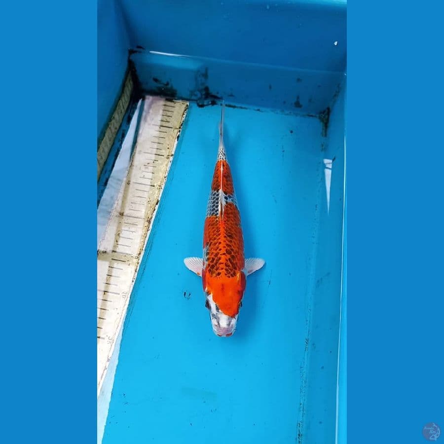Beni Gingga 30cm male