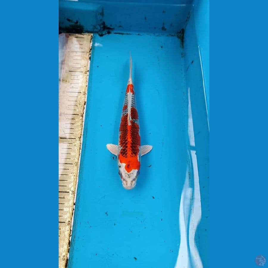 Kujaku 29cm male