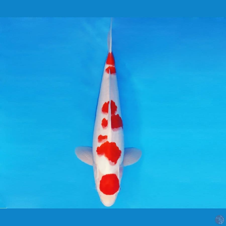 HAYABUSA 2 - MARUTEN KOHAKU 34 cm/male ®
