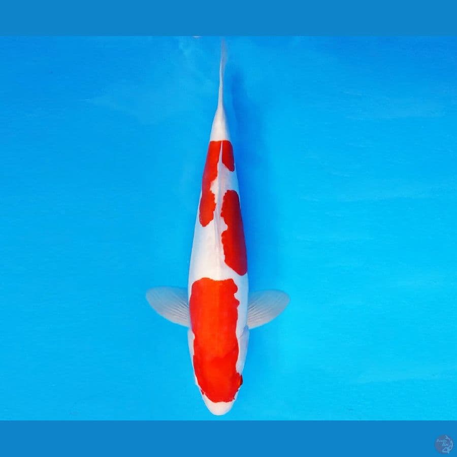 HAYABUSA 7 - KOHAKU DOITSU MURNI 32 cm/fm ®