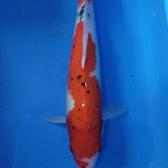 Red Sanke 35 cm