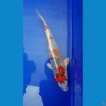 red kujaku 34cm