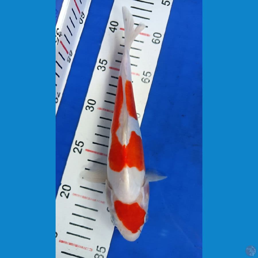 KOHAKU DOIT 24CM