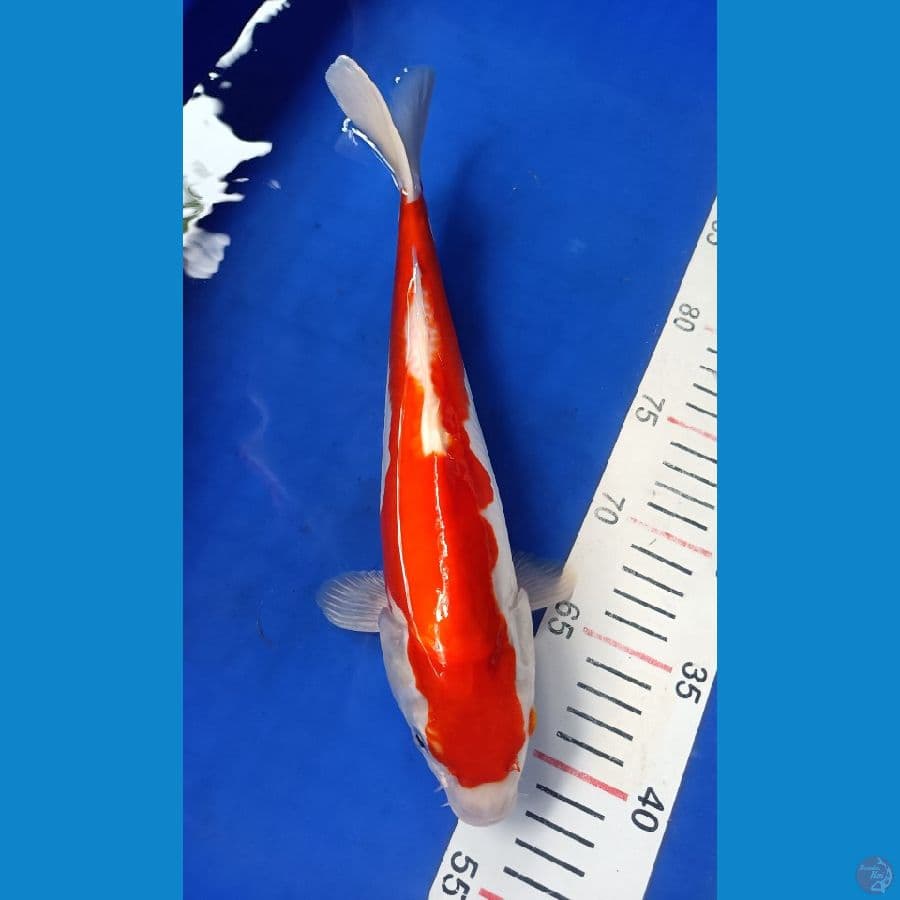 KOHAKU DOIT 30CM