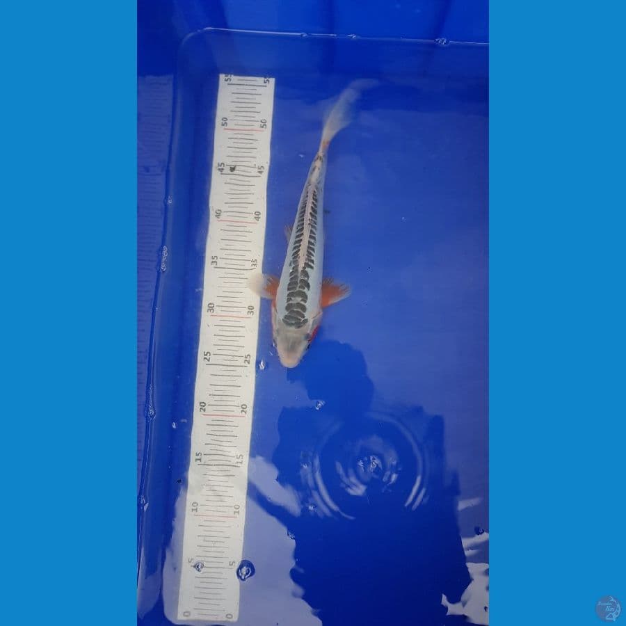 shusui 24cm