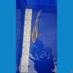 shusui 24cm
