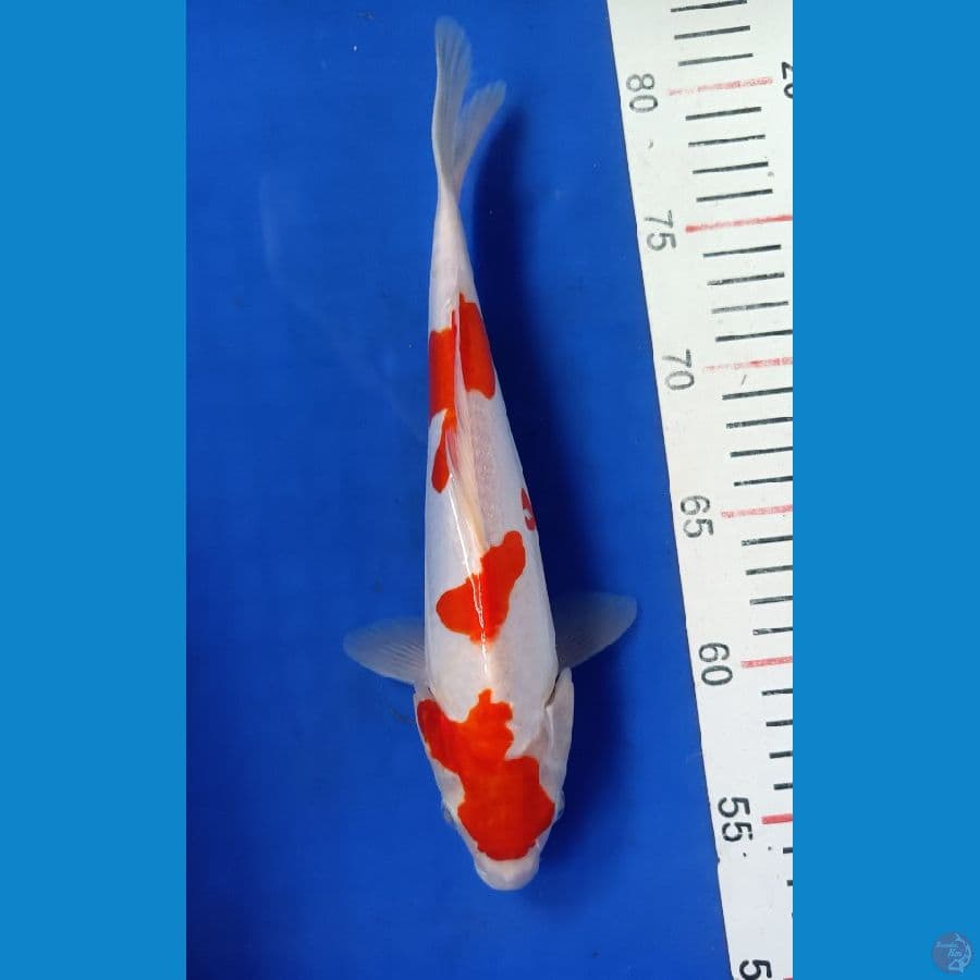 KOHAKU DOIT 27CM