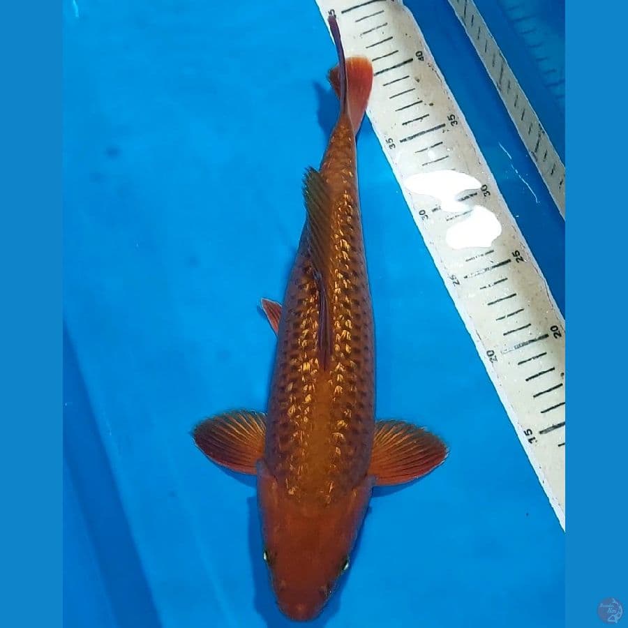 CHAGOI TEMBAGA GINDRIN BERPUNUK 35 CM