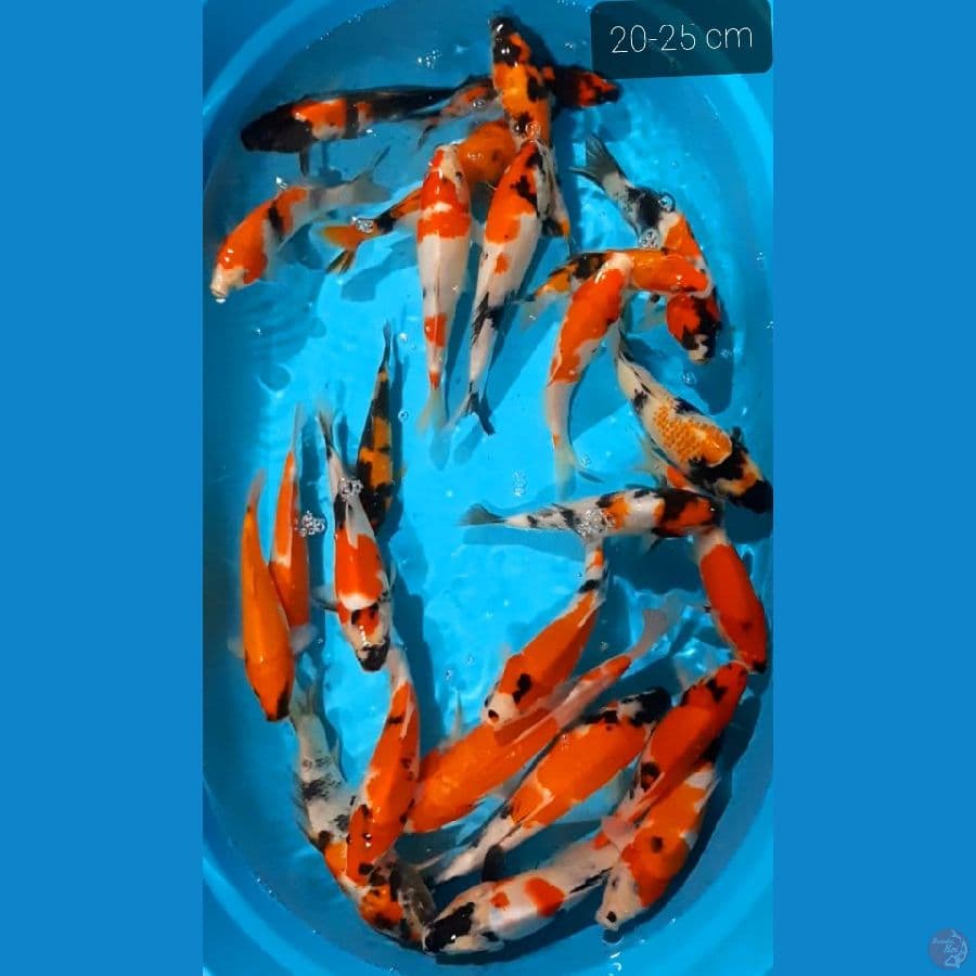 paket 25 ekor 20-25 cm