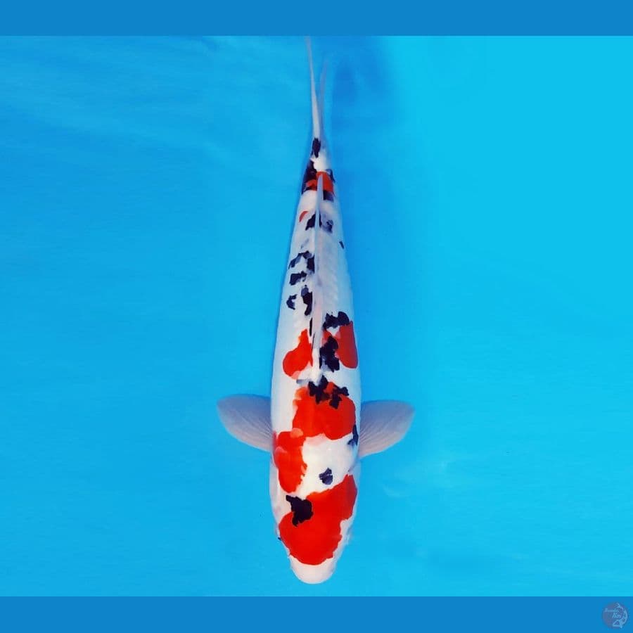 HAYABUSA 14 - SANKE DOITSU 40 cm/male ®