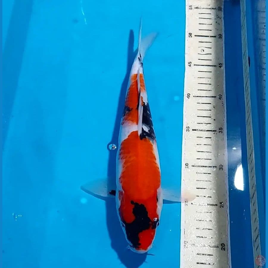 SHOWA 32 CM