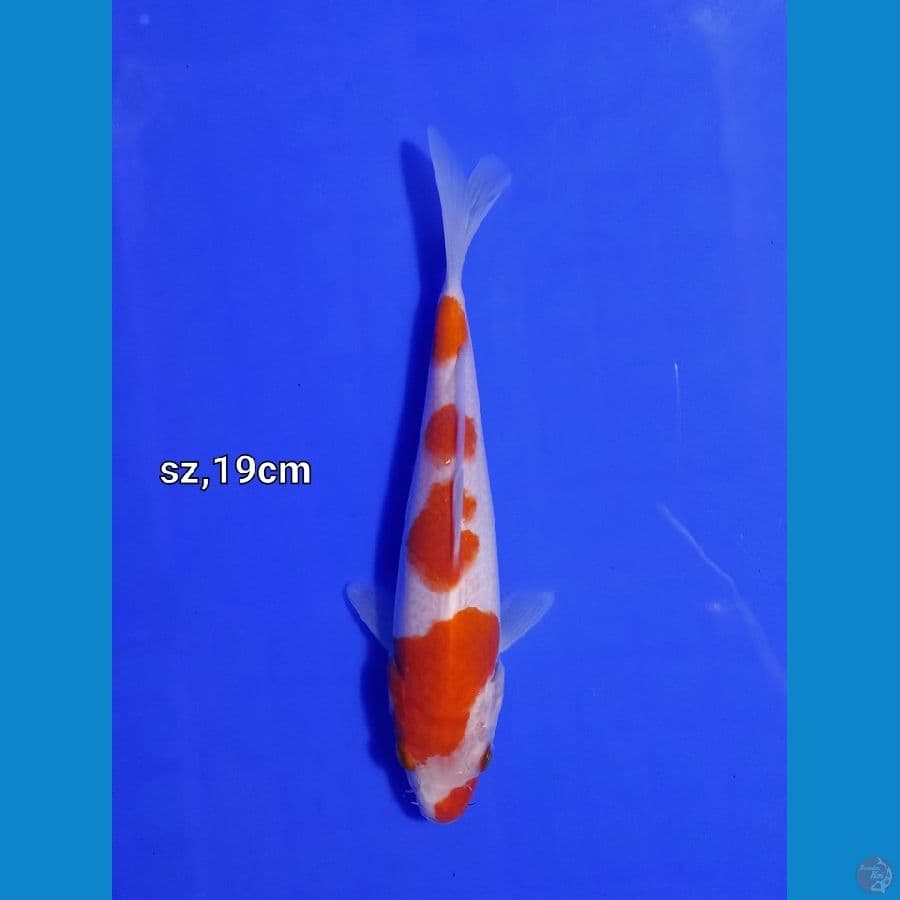kohaku