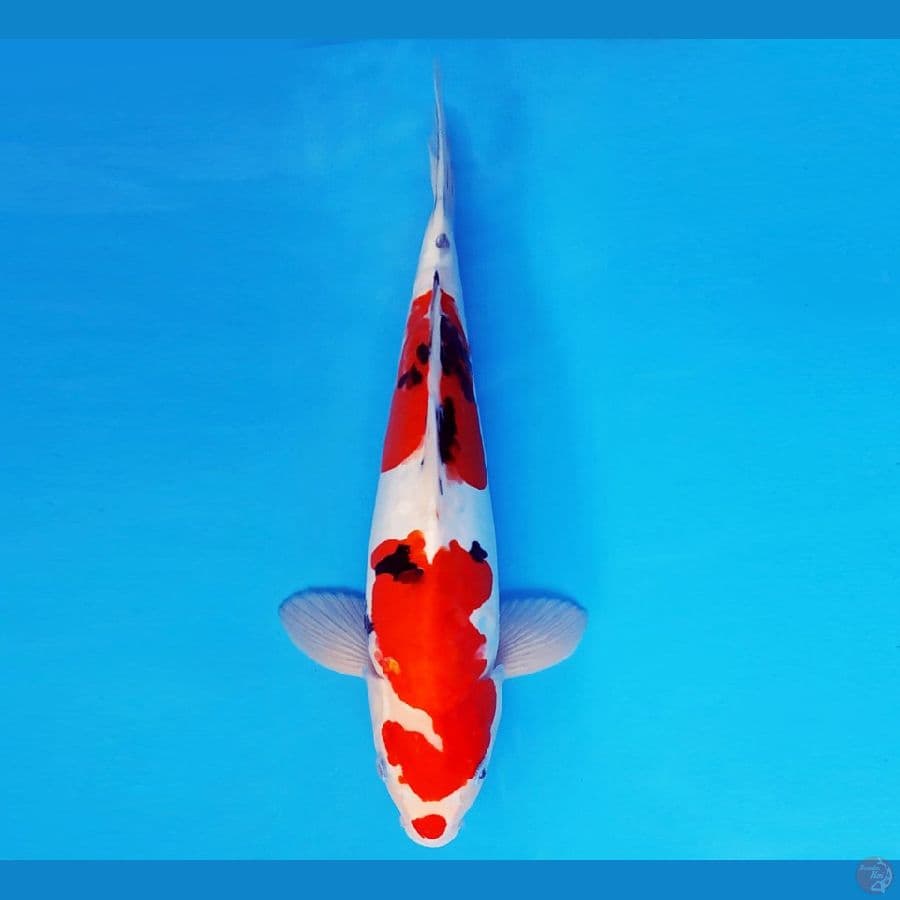 HAYABUSA 16 - SANKE DOITSU 36 cm/male ®
