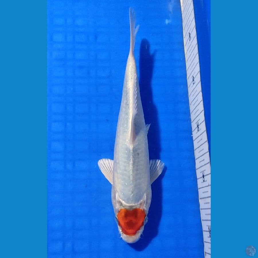 TANCHO KOHAKU HIKARI 23cm