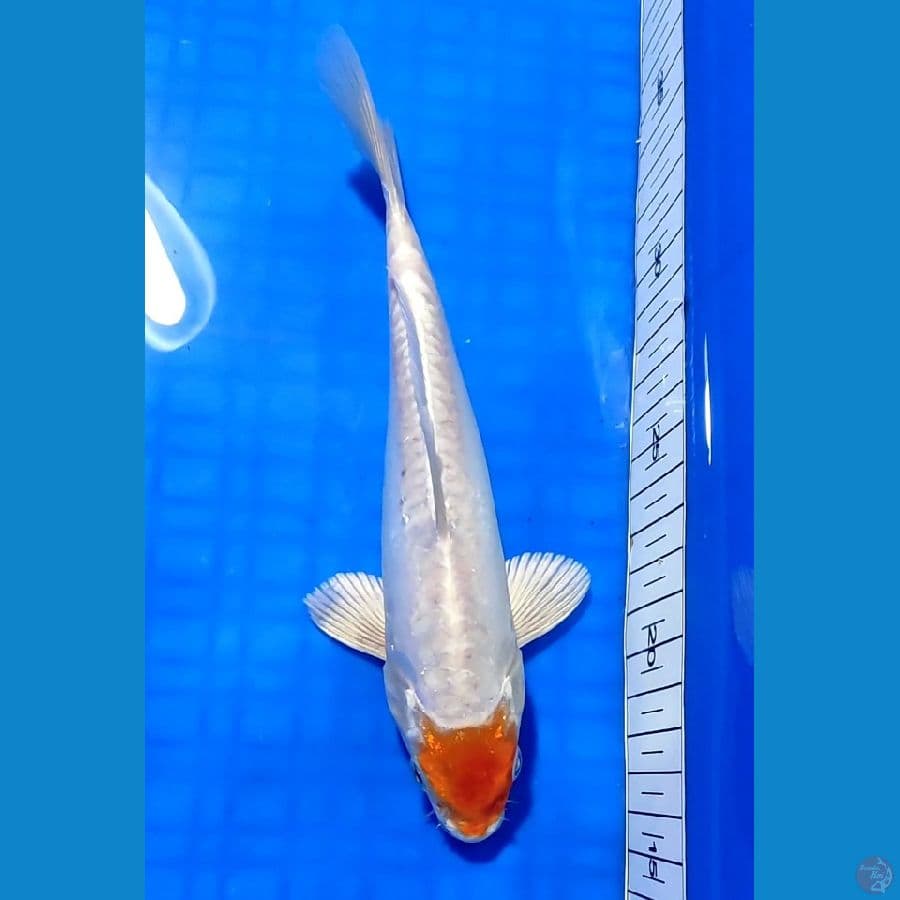 TANCHO KIKUSHUI 21cm