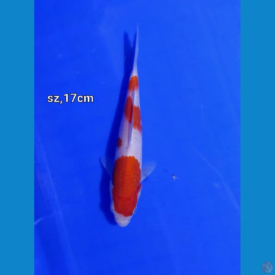 kohaku strong