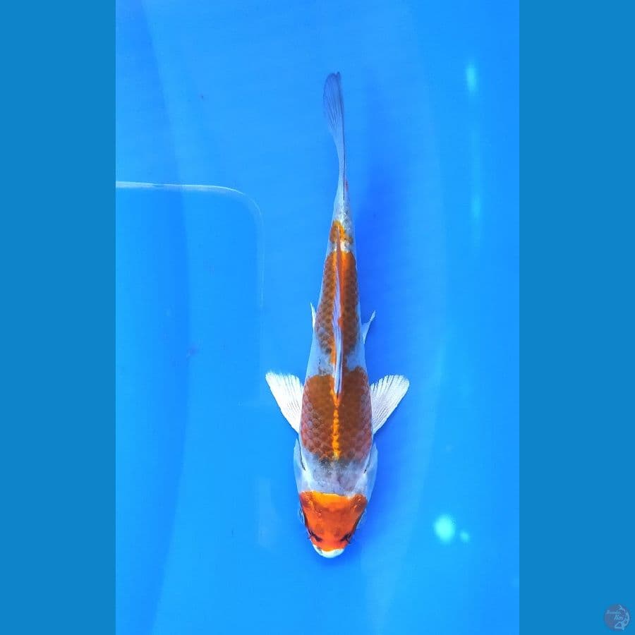 KUJAKU 13 CM