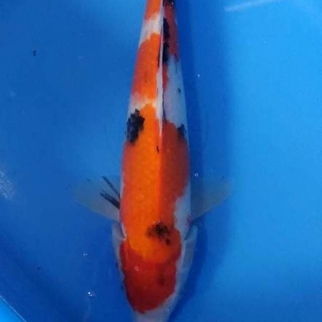 Sanke 35 cm