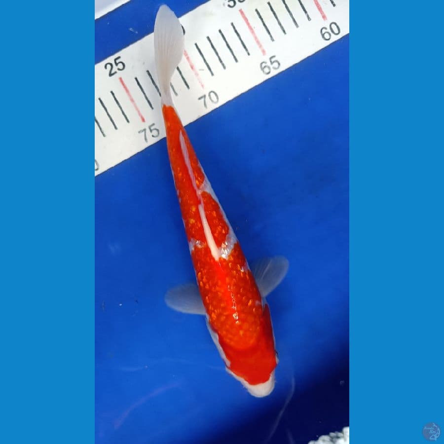 KOHAKU GINRIN 26CM