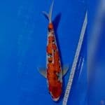 GOSHIKI GINRIN 28cm