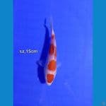 maruten kohaku