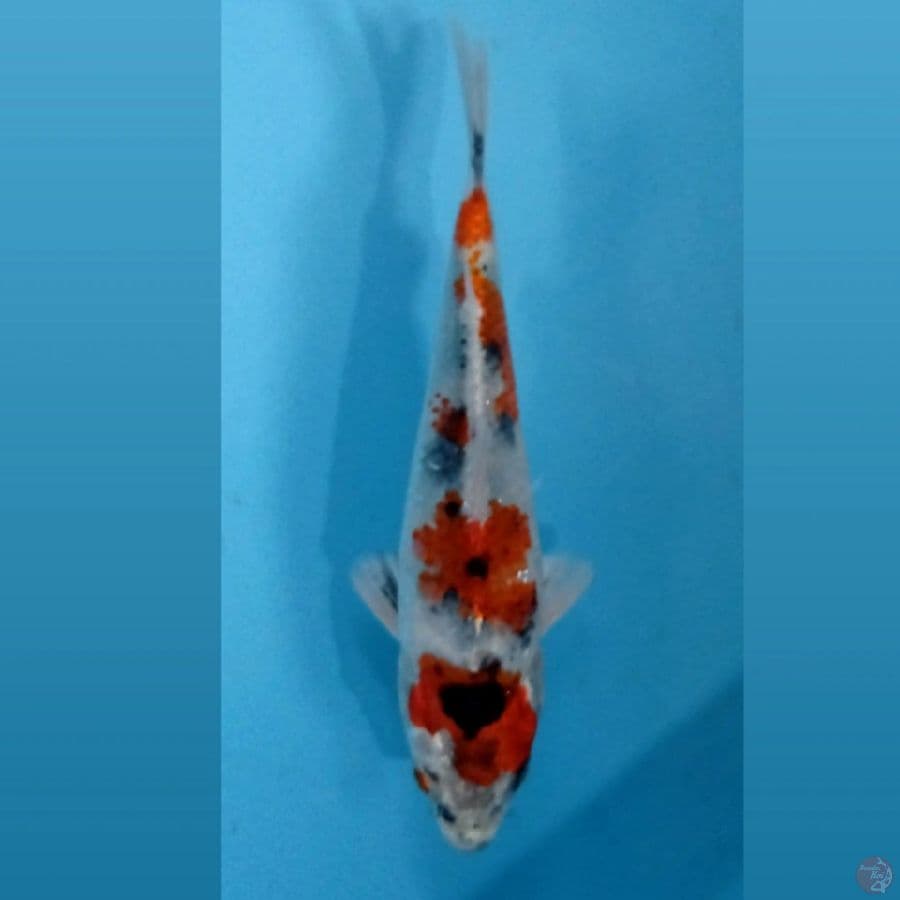 kin showa, 16 cm