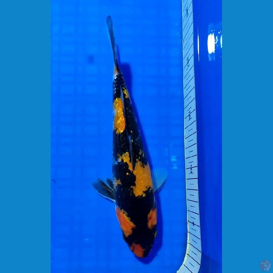 HI SHOWA GINRIN 22cm