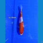 kohaku step 2