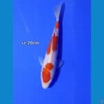 kohaku