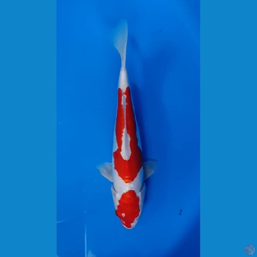 KOHAKU DOITSU 26CM