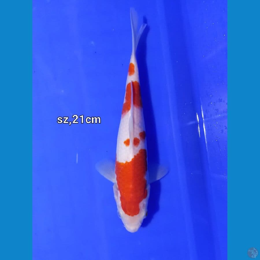 kohaku mulus