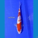 kohaku mulus