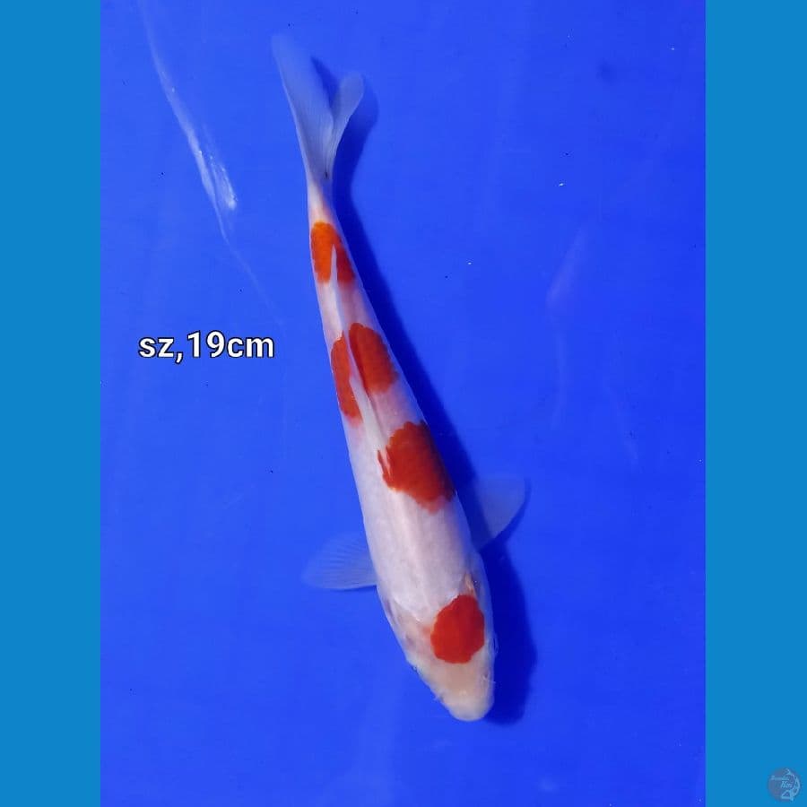 kohaku 19cm