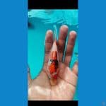 beni kumon