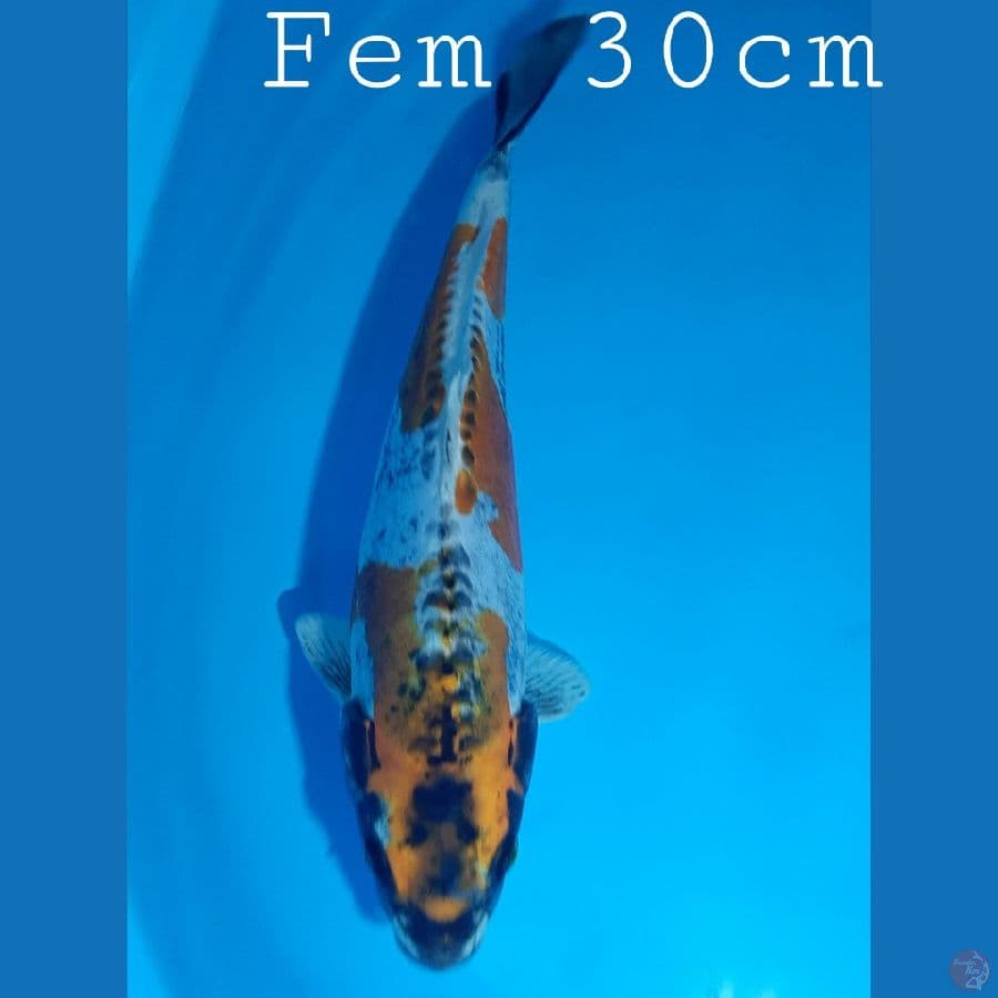 Kiko F30cm