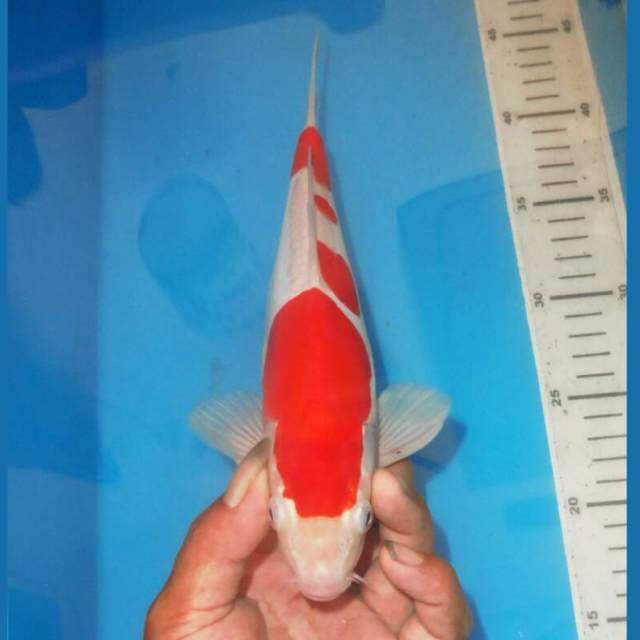 KOHAKU MANIS