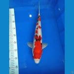Sanke 40 Cm