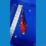 Sanke 40 cm
